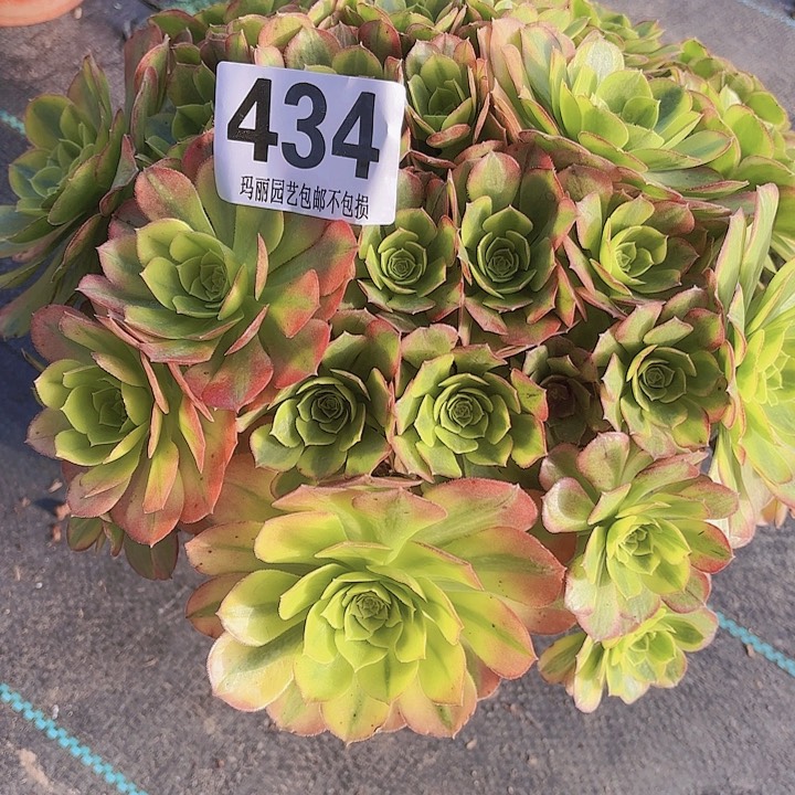 【闪购商品】柳**明434奶白2-10