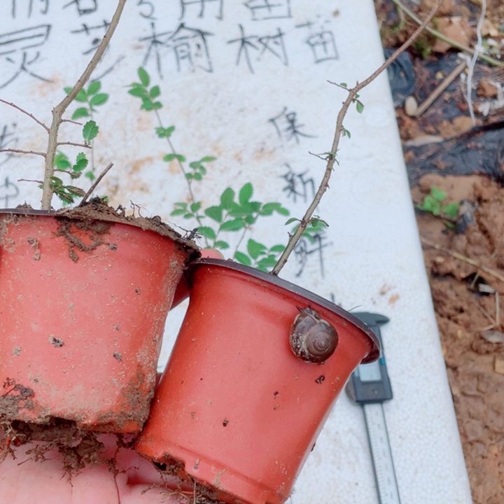 御***香无花朵附图片来源