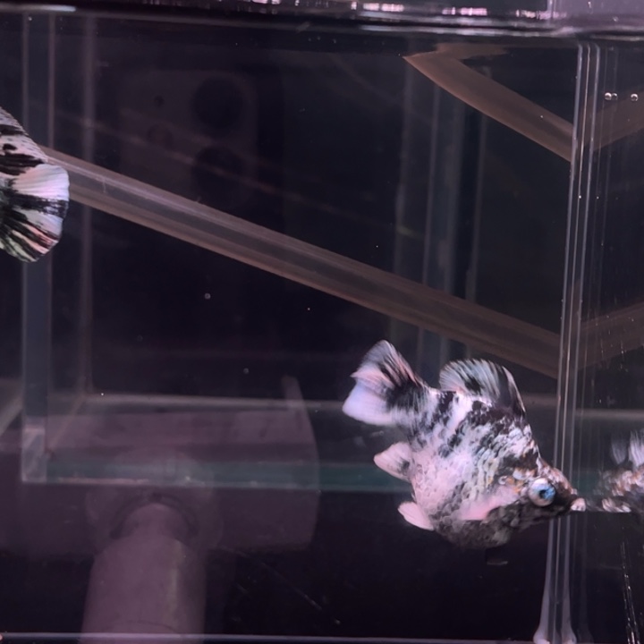 您***i精品玛丽球1对水墨元宝