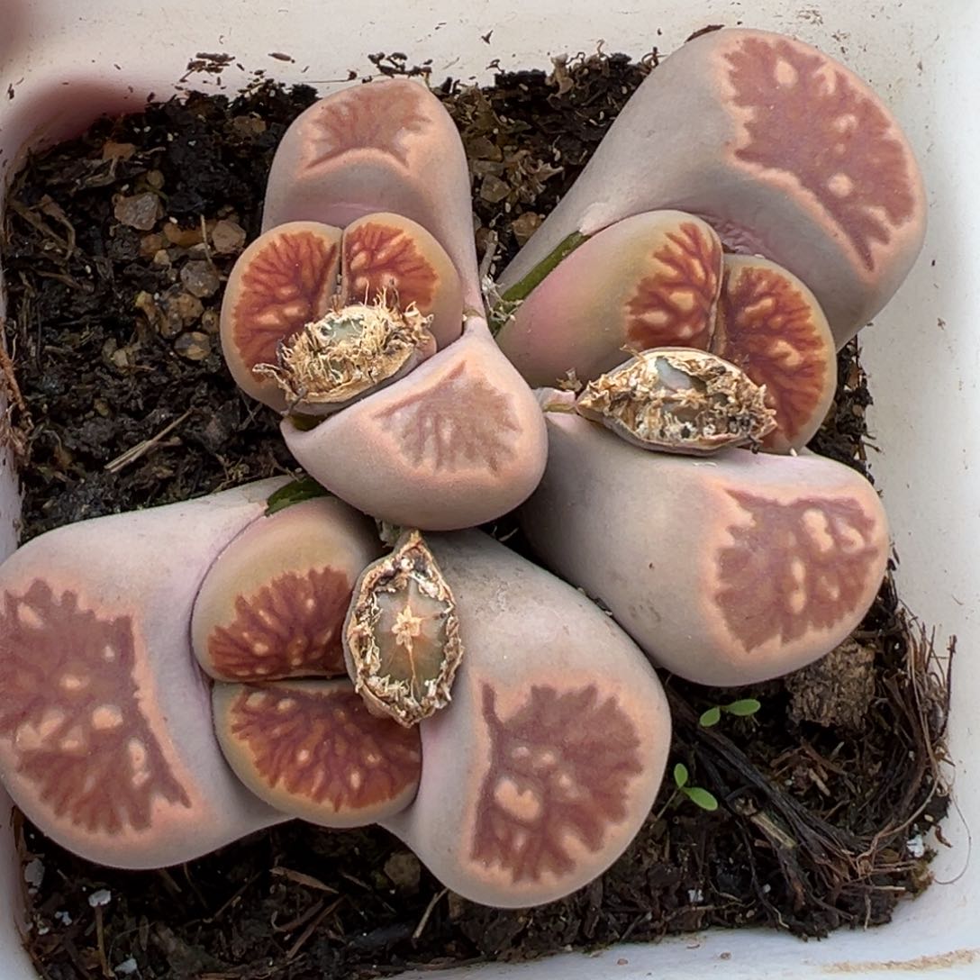 2.23好看的多肉573