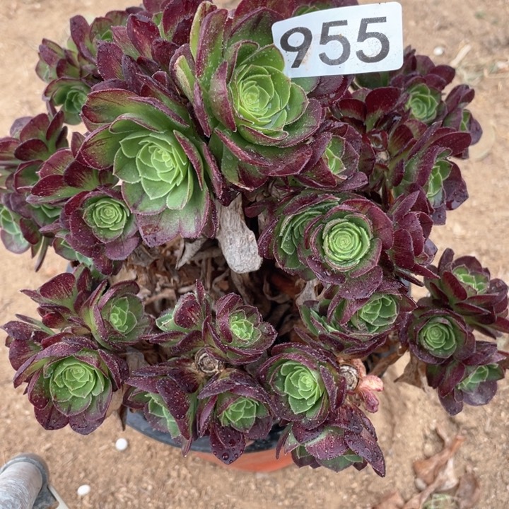 955多肉植物万圣夜有砍