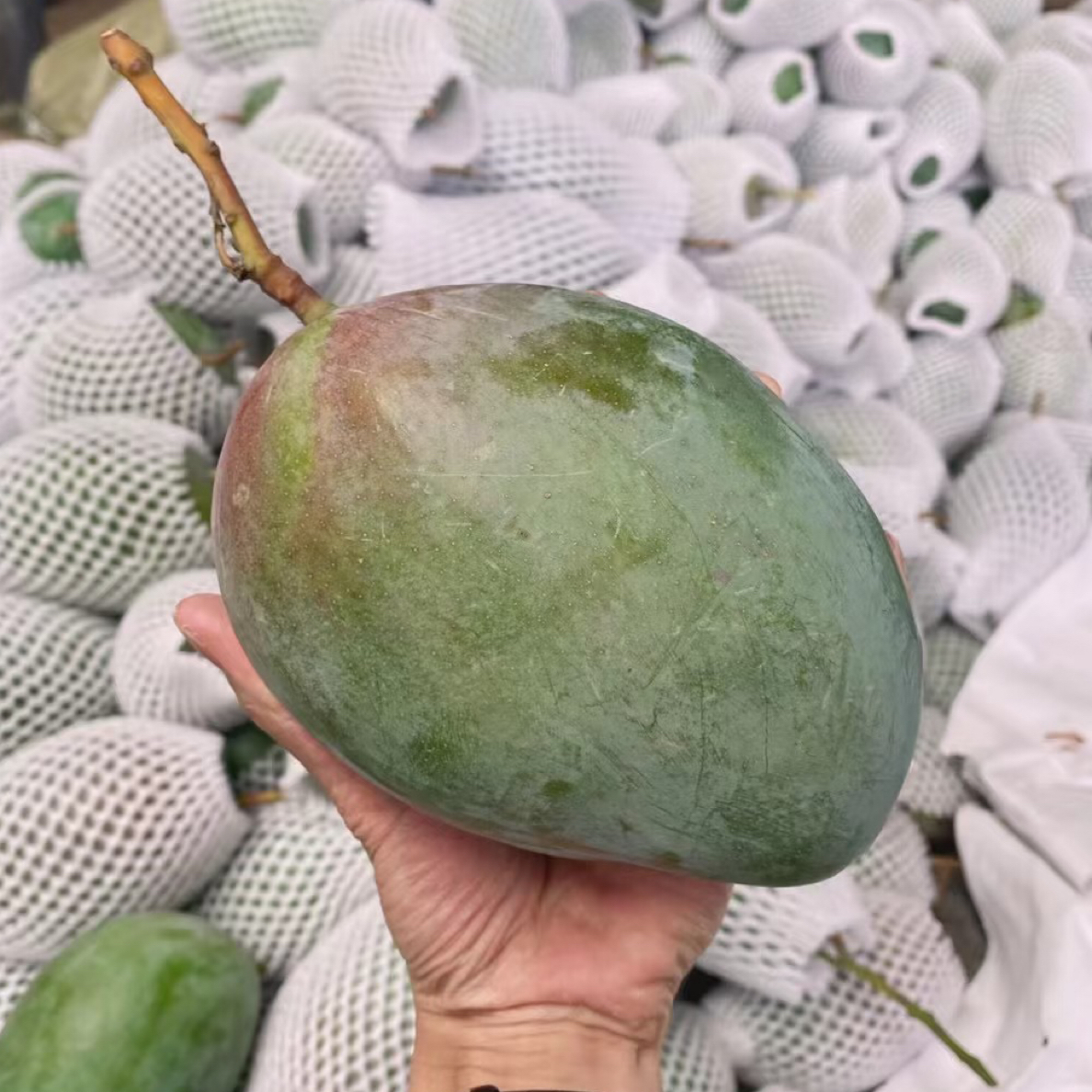 树熟攀枝花芒果一个