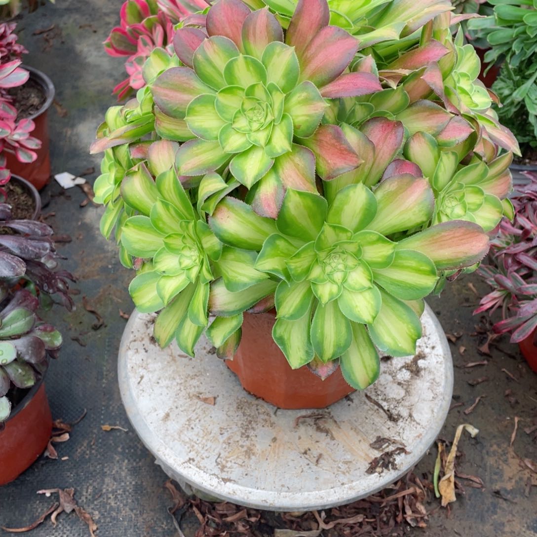 多肉植物牵挂559