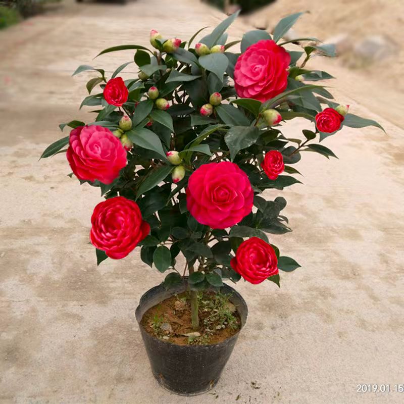 【高80cm-1米带花苞】红茶花带花苞庭院老桩开花花卉绿植好看庭院61