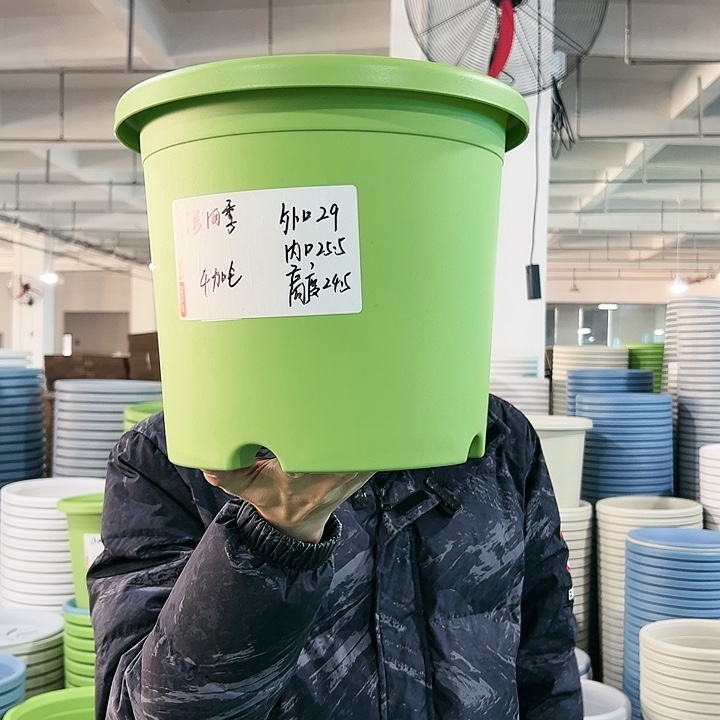 特价5号四季口29高24.5果绿无托5只