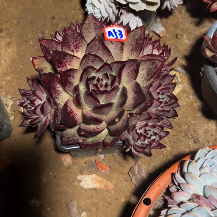 潮***趣精品多肉植物老桩