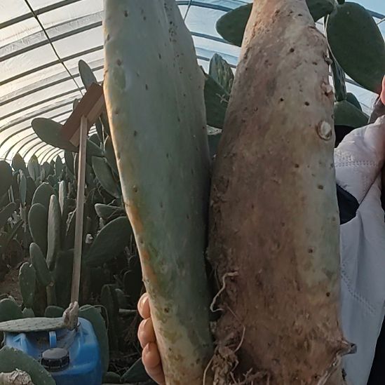 一颗砍头无根和一颗砍头带根脱土发货丑片