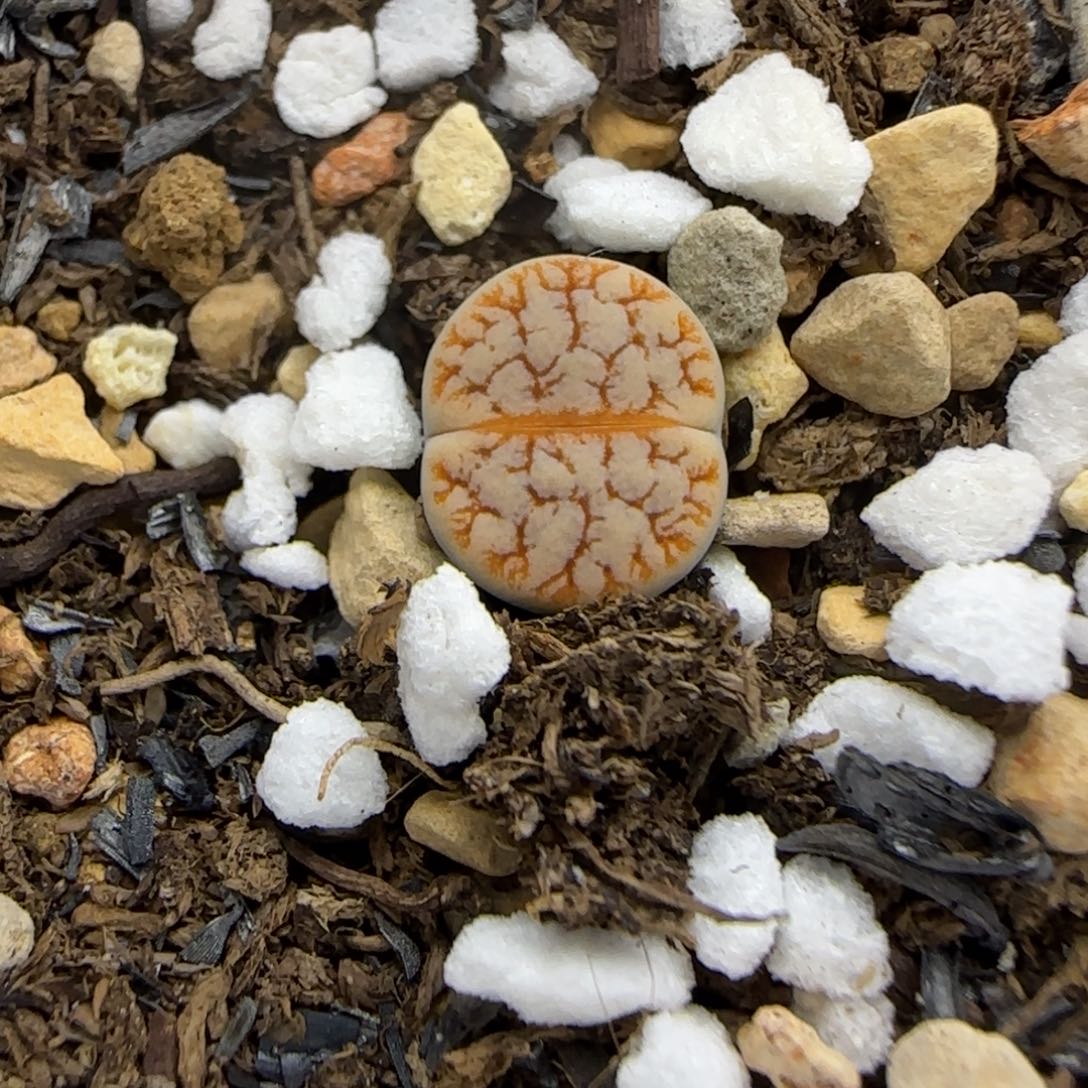 407 生石花大棚直播