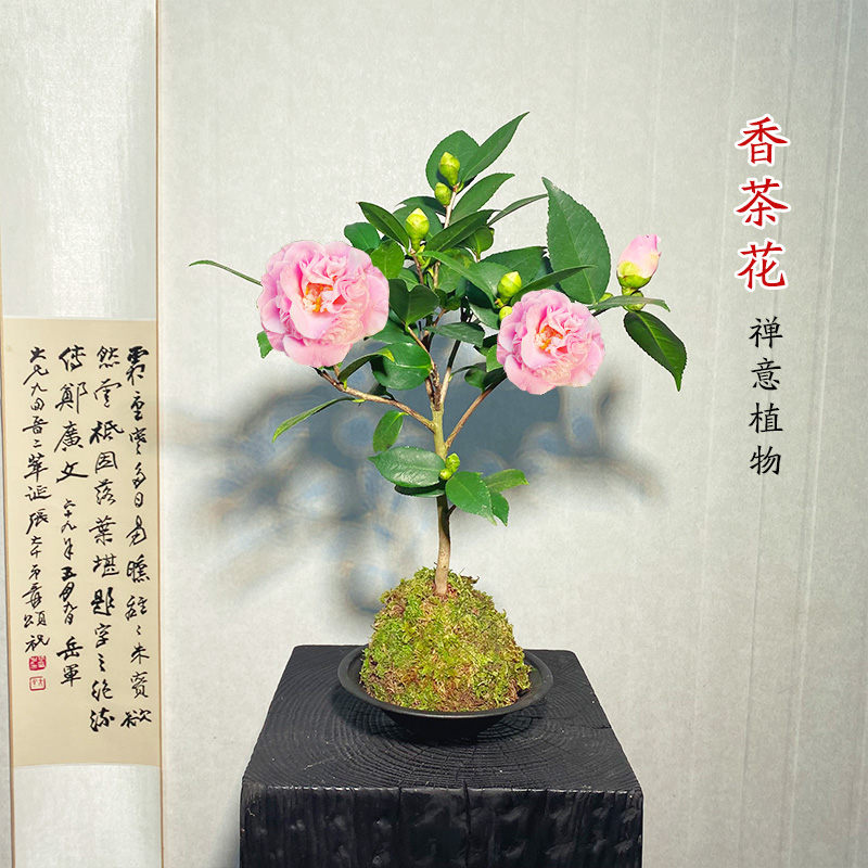【香妃山茶花】苔藓球（花苞发货）盆栽室内外好养耐寒耐热四季可养