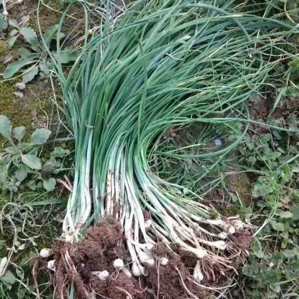 贵州特产山间小野葱野苦蒜深山现挖鲜嫩可口带泥发货顺丰包邮