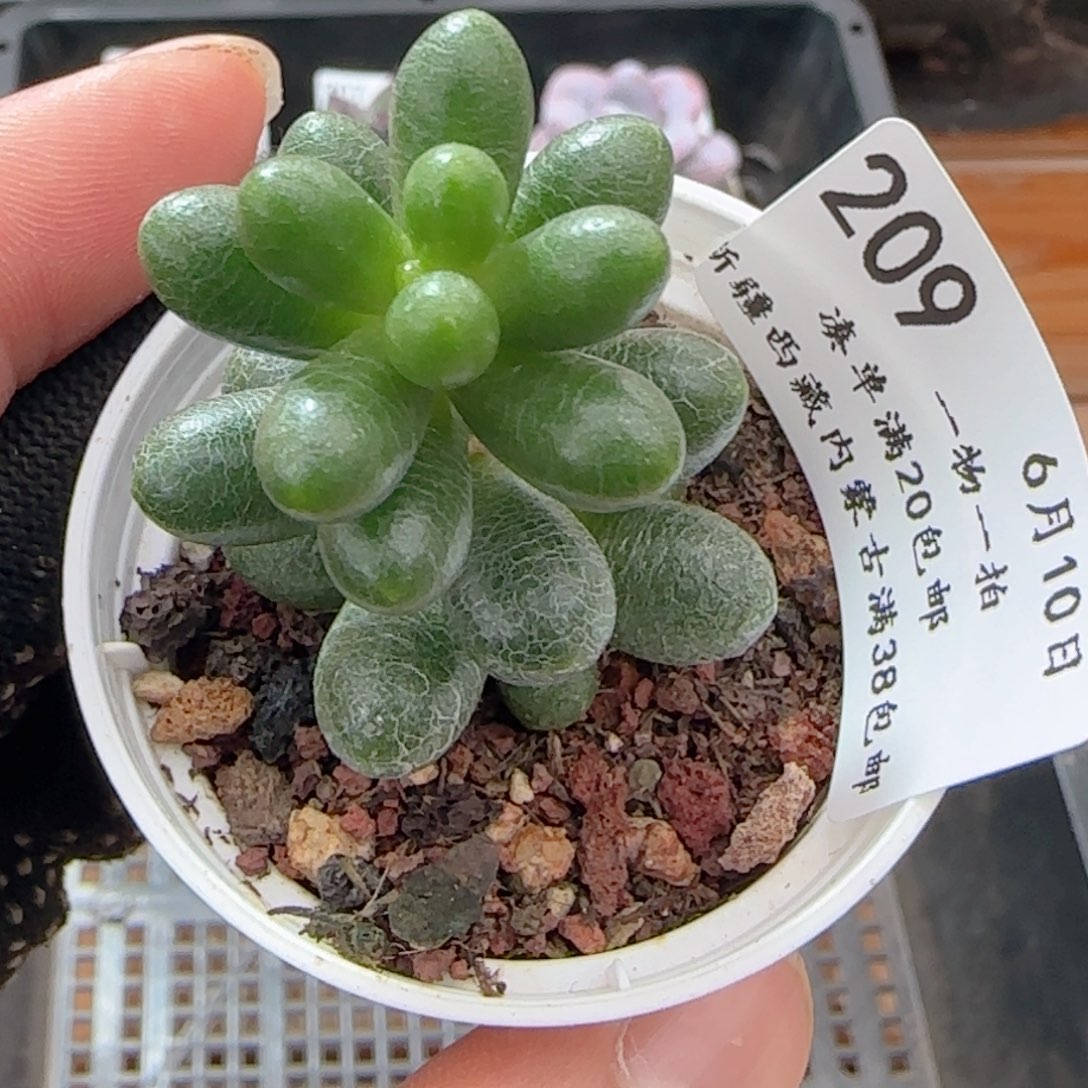 0610-209绿龟之卵