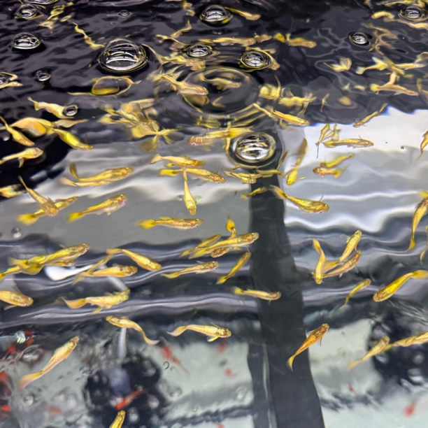 『满麟黄金』孔雀鱼 水中黄金 公母随机 开箱视频报损 入缸后不包