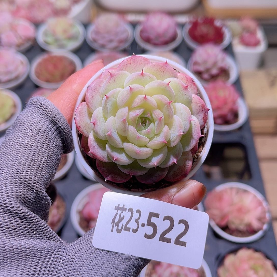 花23-522海王单头