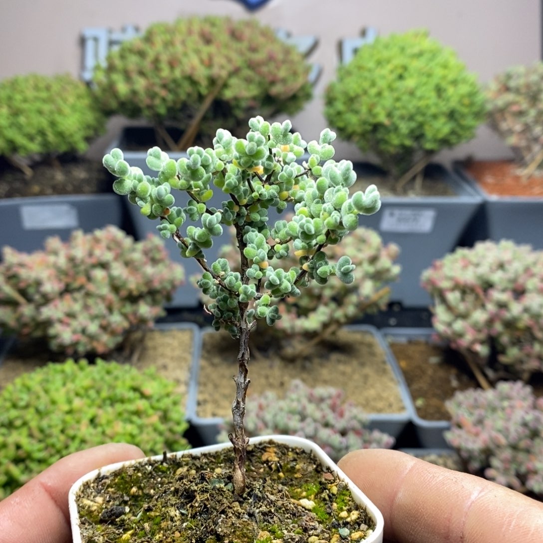 375实生莱斯枝干番杏