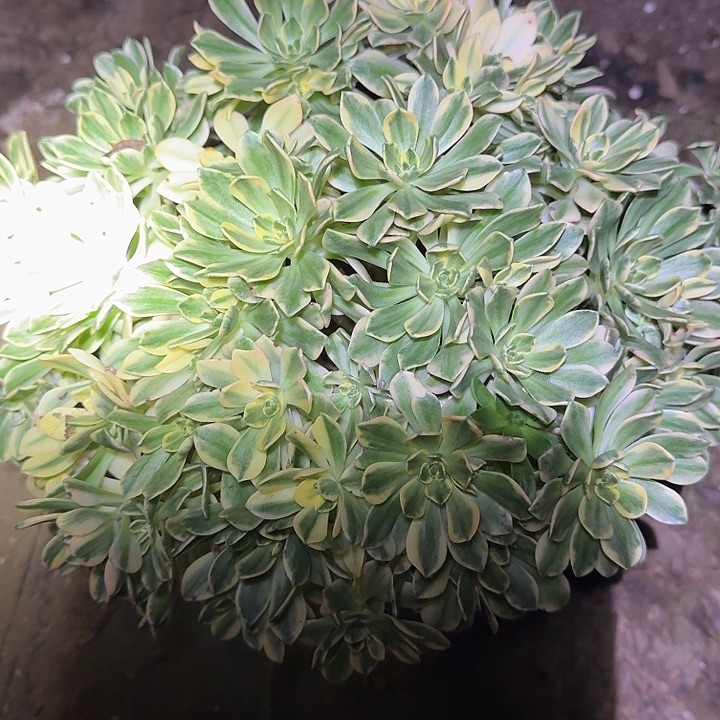 精品甜茶锦老桩开播福利29