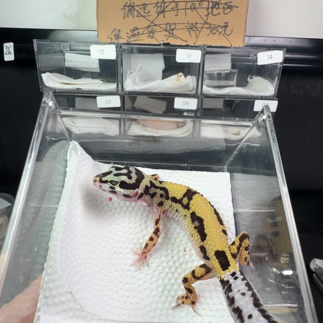 豹纹守宫土匪妹妹