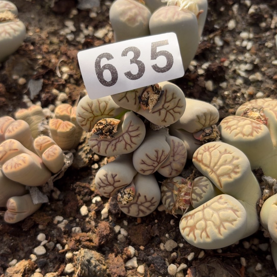 初***见生石花一物一拍635