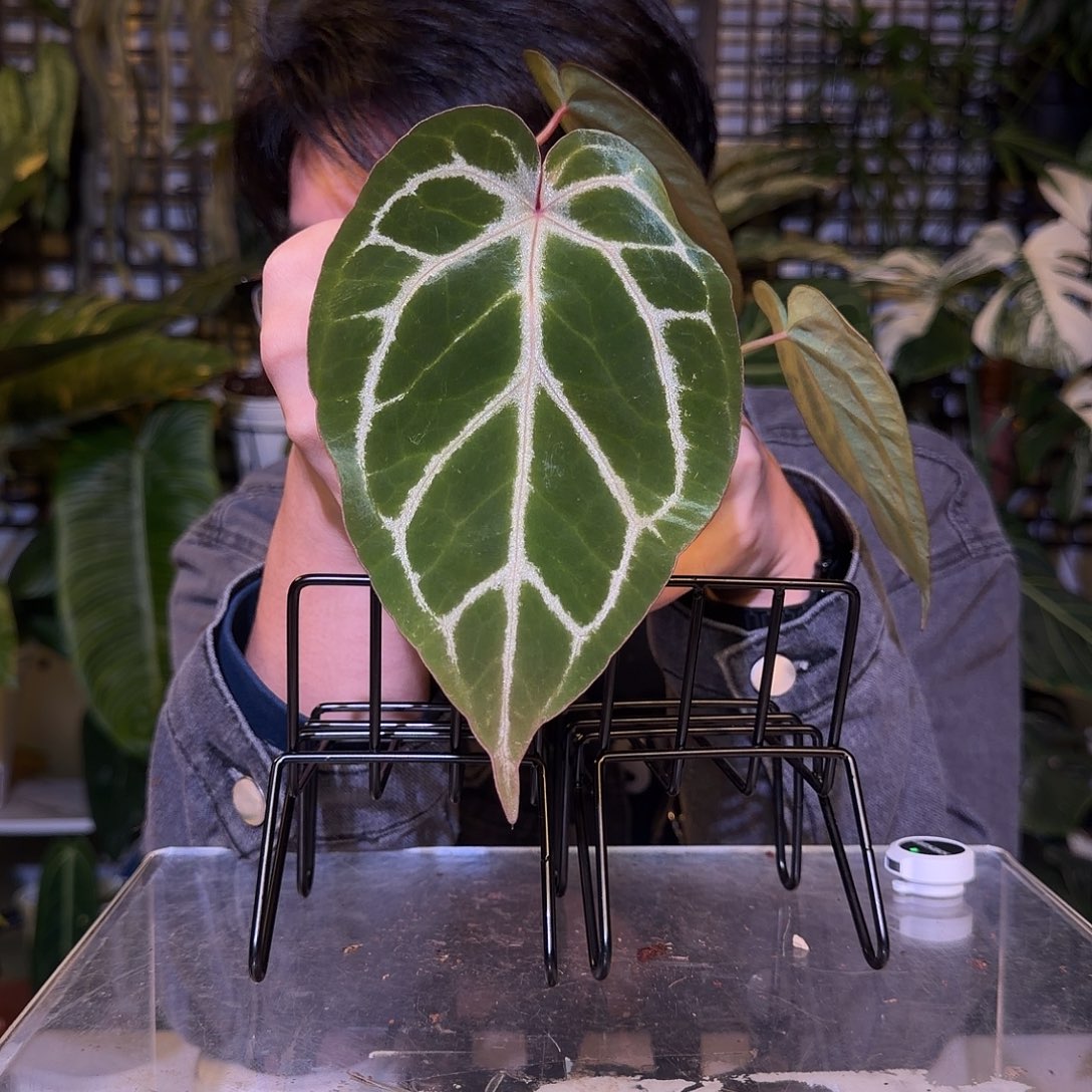 完全开放F354 紫水晶杂撕裂纹