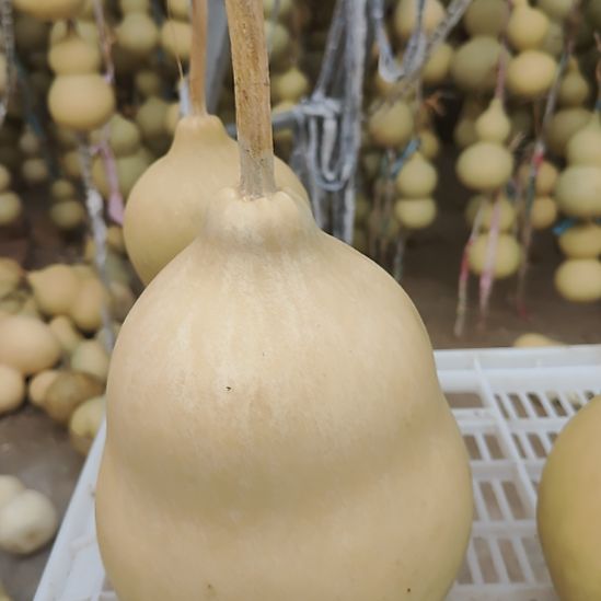 天***心精品葫芦精品葫芦