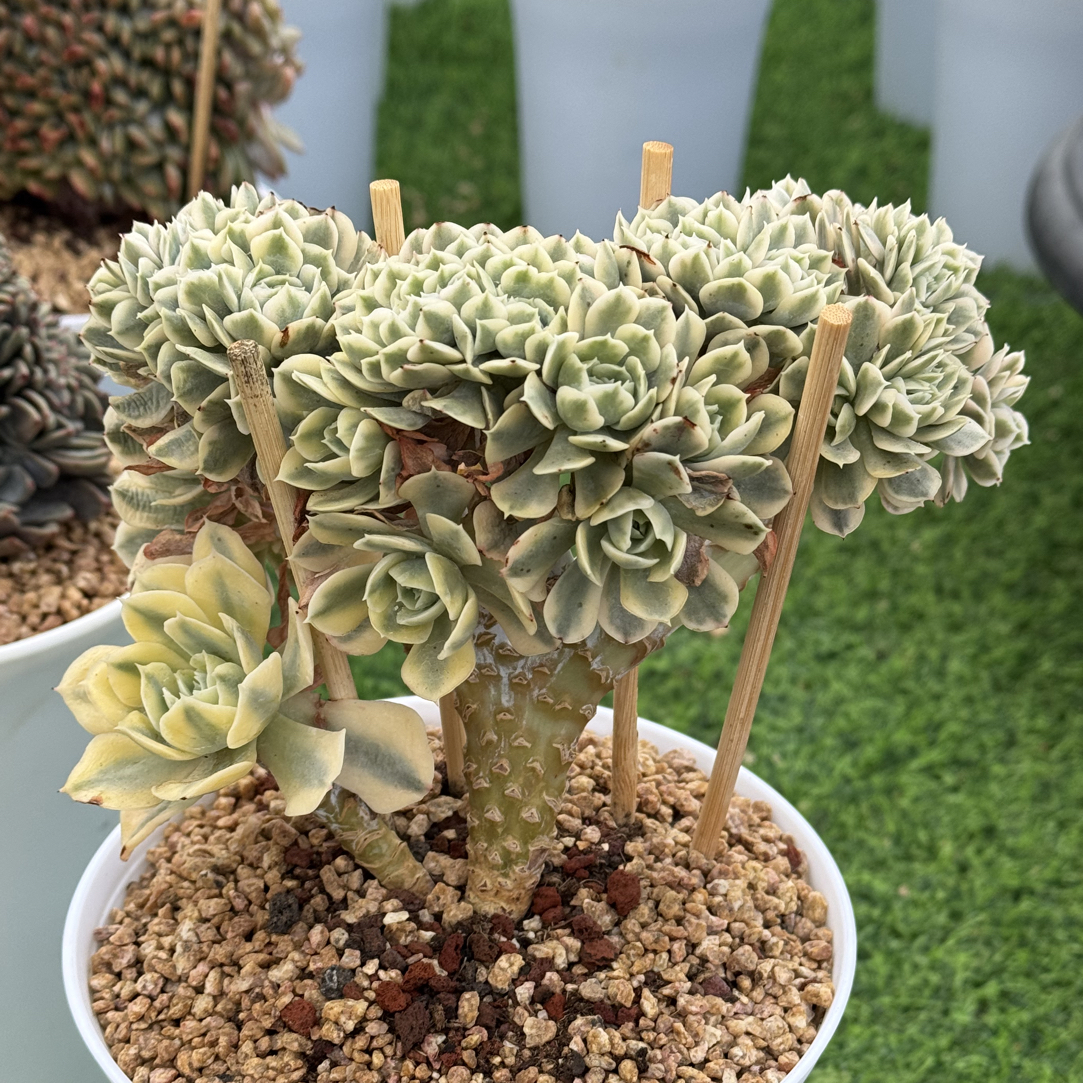 安娜玫瑰锦缀化 胸花树板 多肉植物 一物一拍