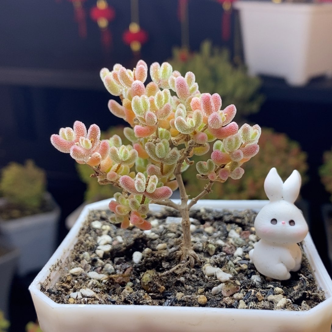 786号优选冰晶枝干多肉