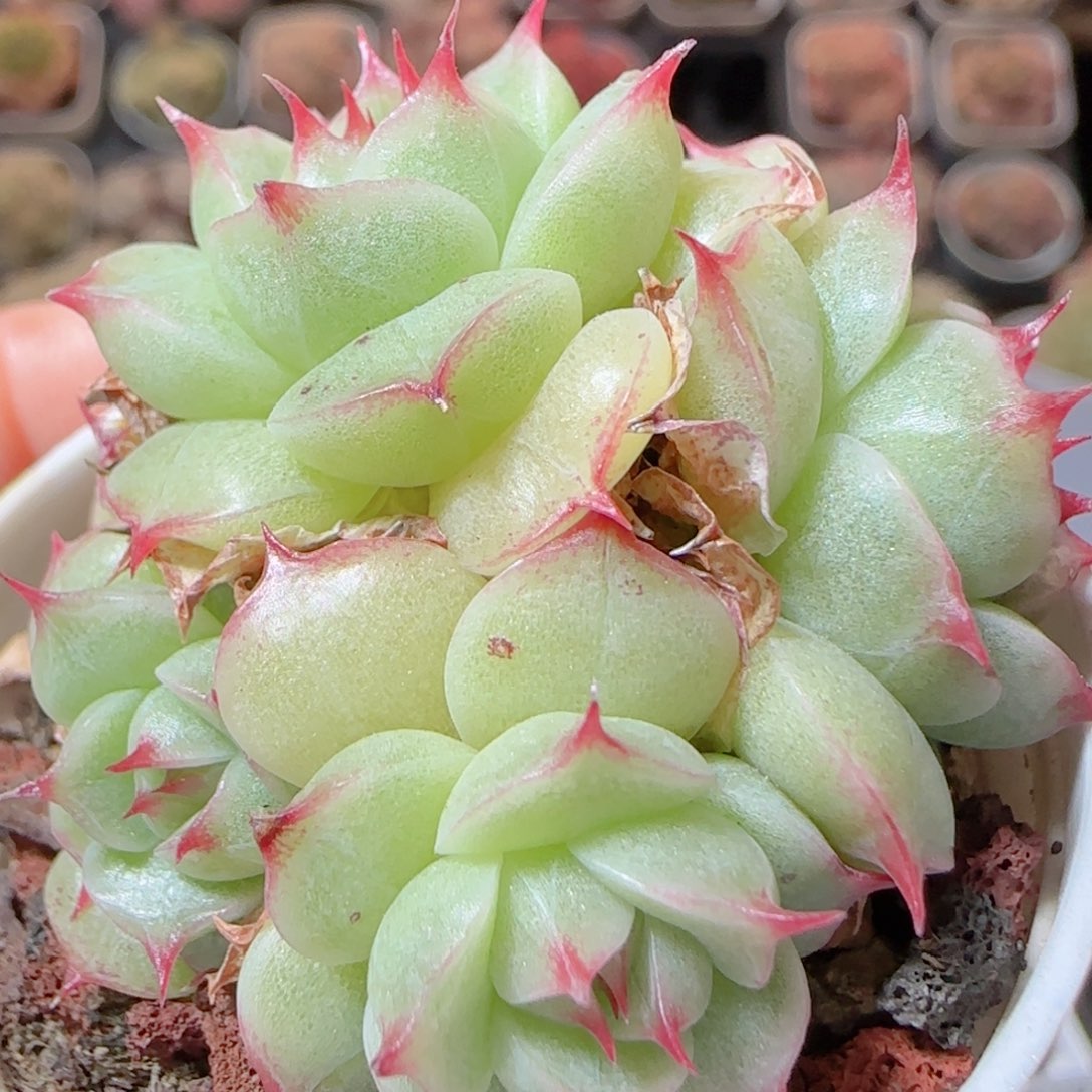 花语多肉1230-48海王散