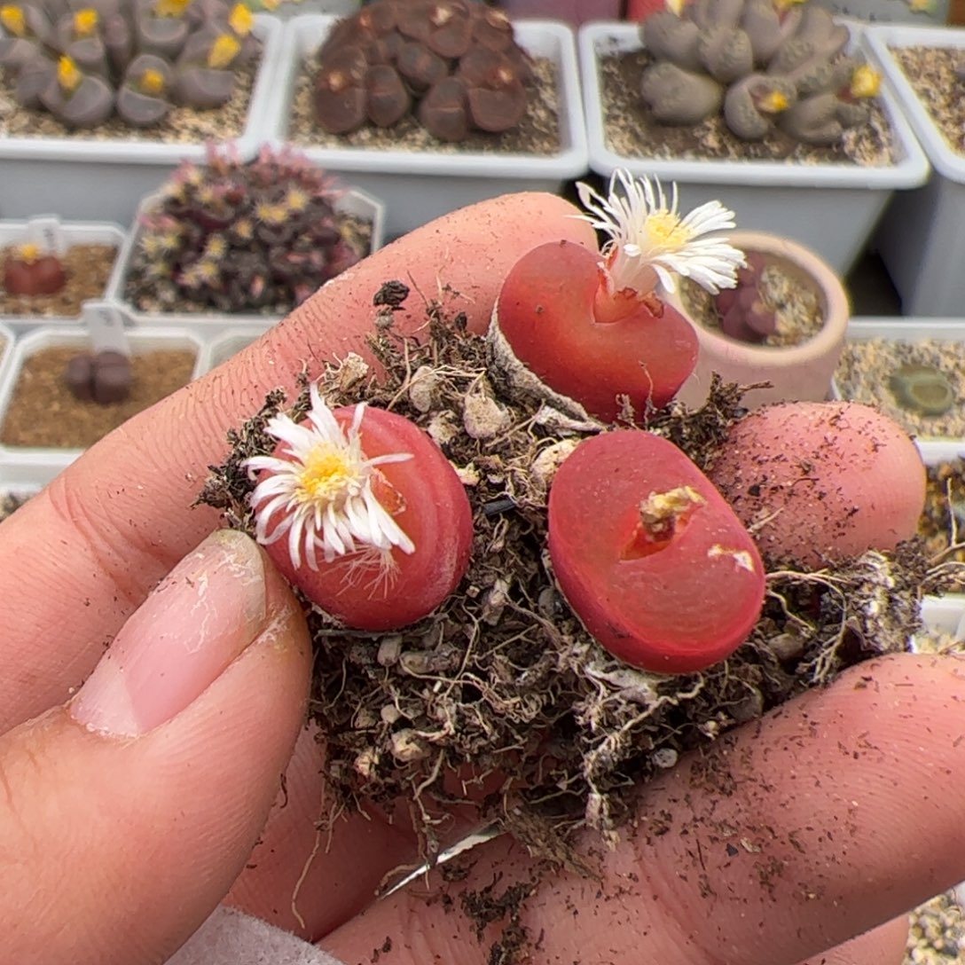 皇***红0294号y280毛3颗 多肉植物