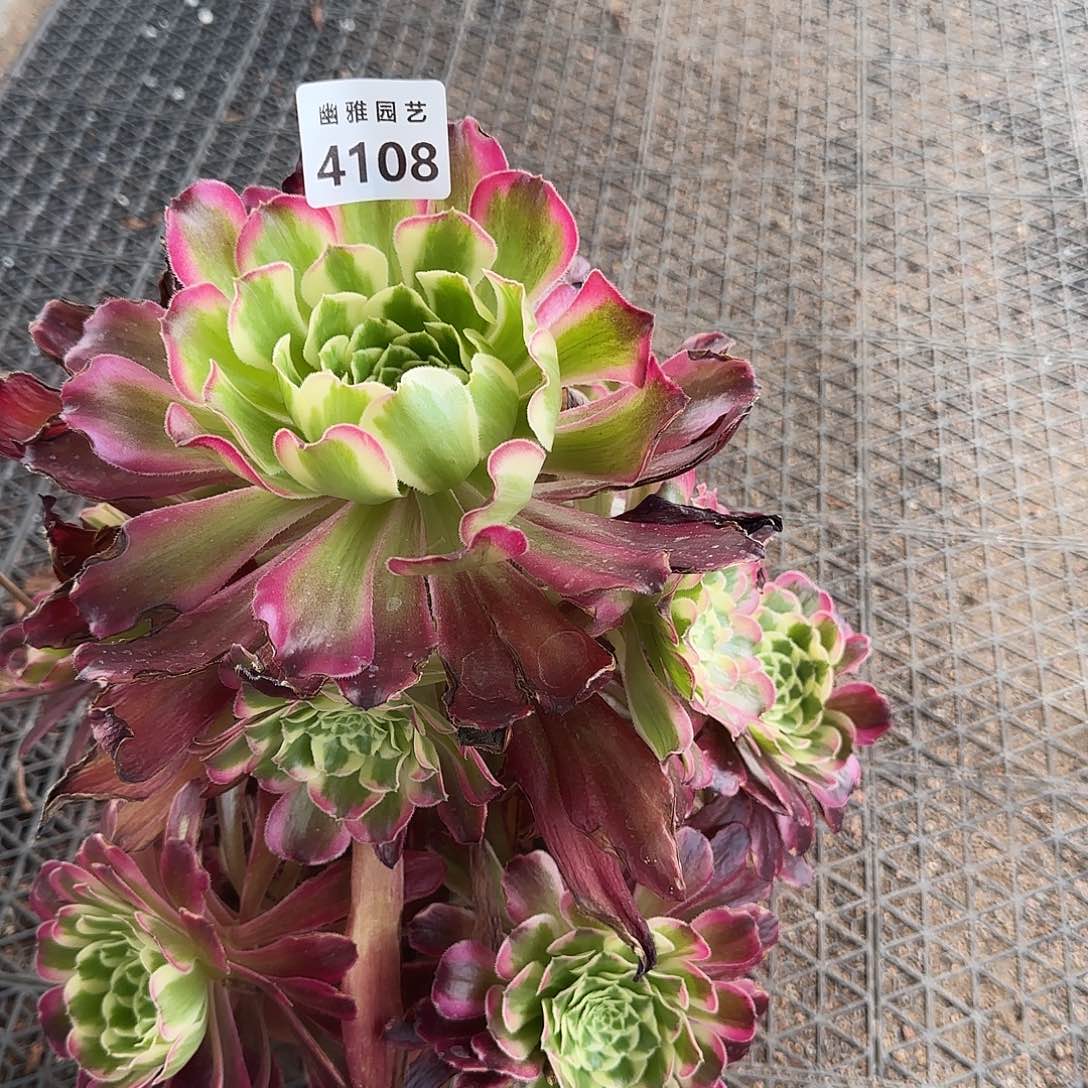 柠*多肉植物波斯4108