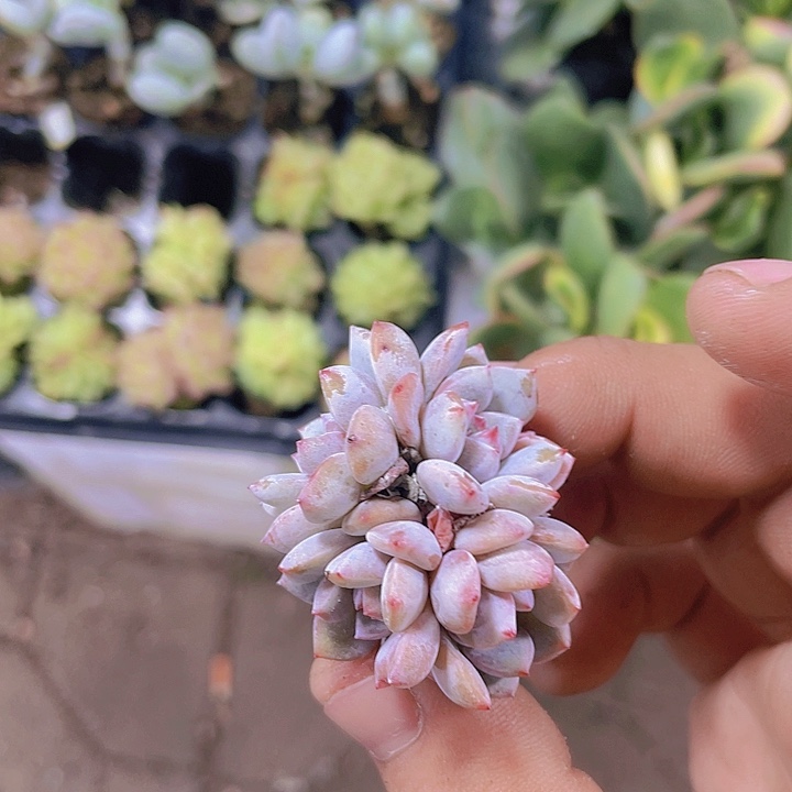 4头起发橙梦露【满10颗包邮】