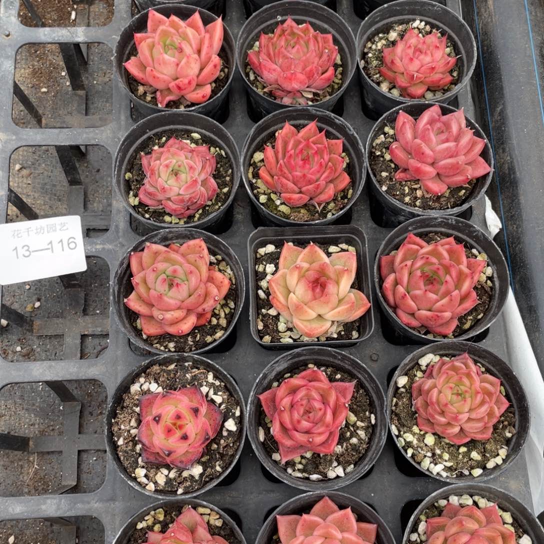 一物一拍18棵13-116