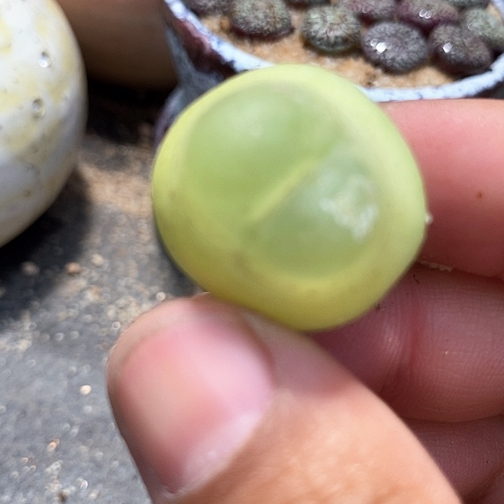 24510大拉登母本一颗