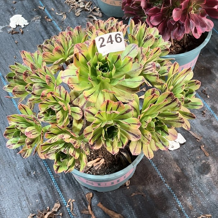 碧火246   冠幅28