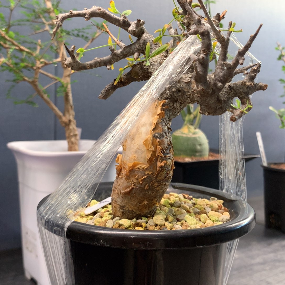 细叶弗里西没药（索马里）