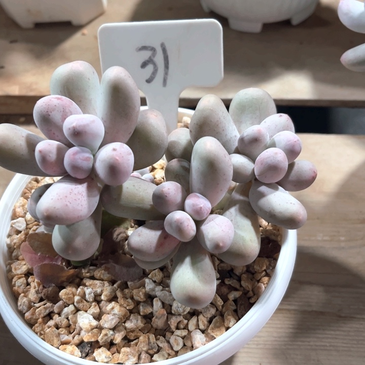 米可奶31号码牌子的话