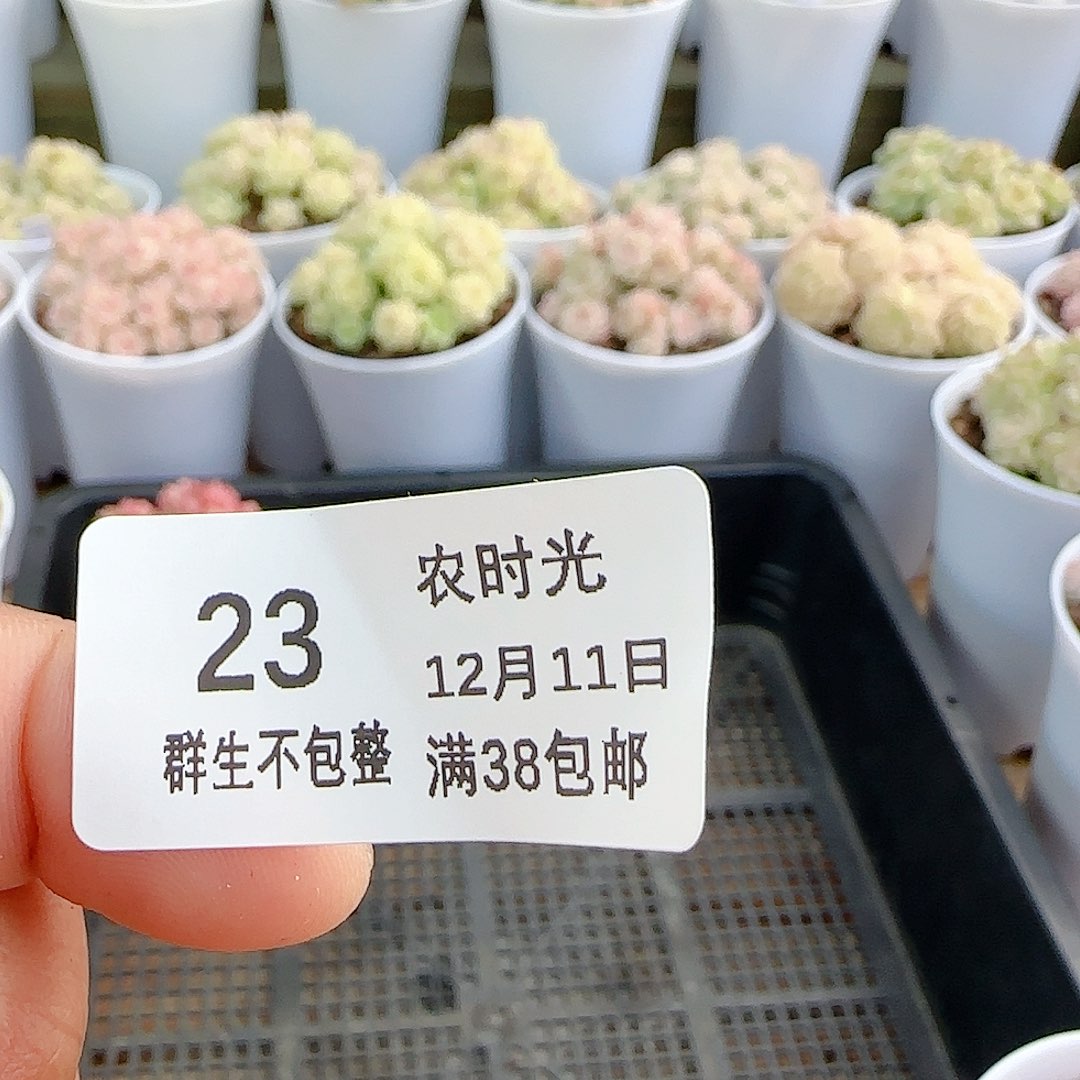 1211-23（无尽灯）量拍