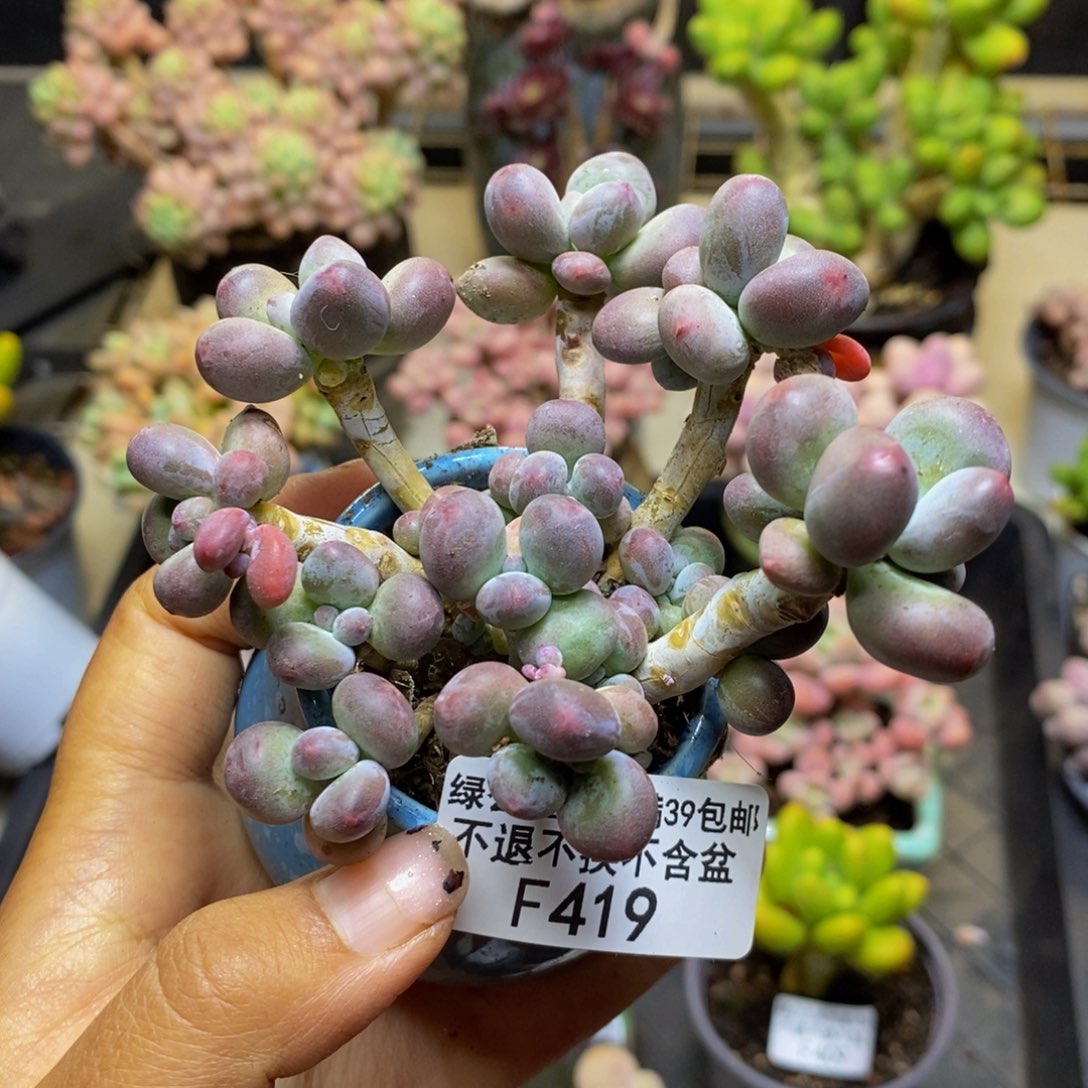 419苹果奶多肉7c m