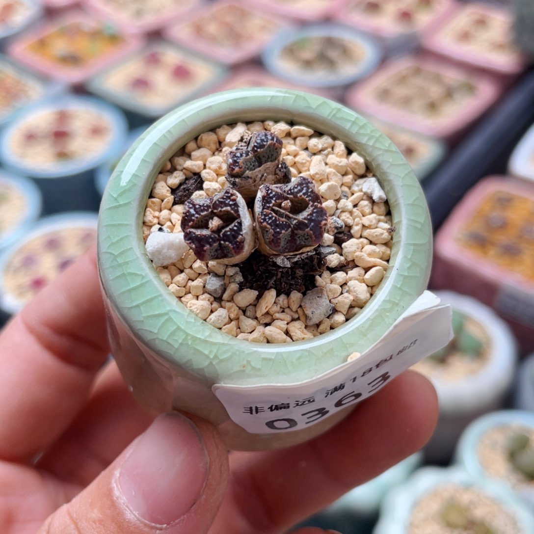 无花朵0363-一物一拍带盆