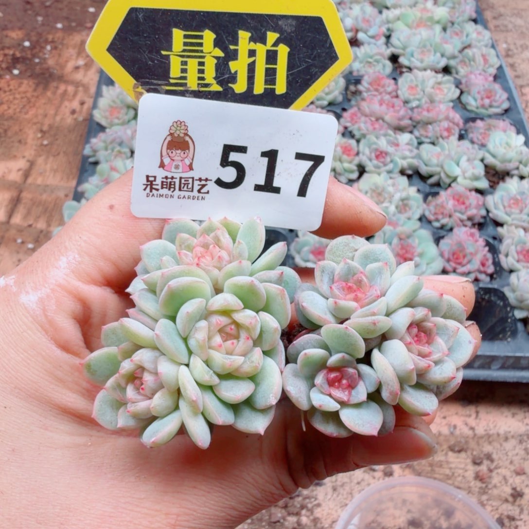 多肉植物多肉植物