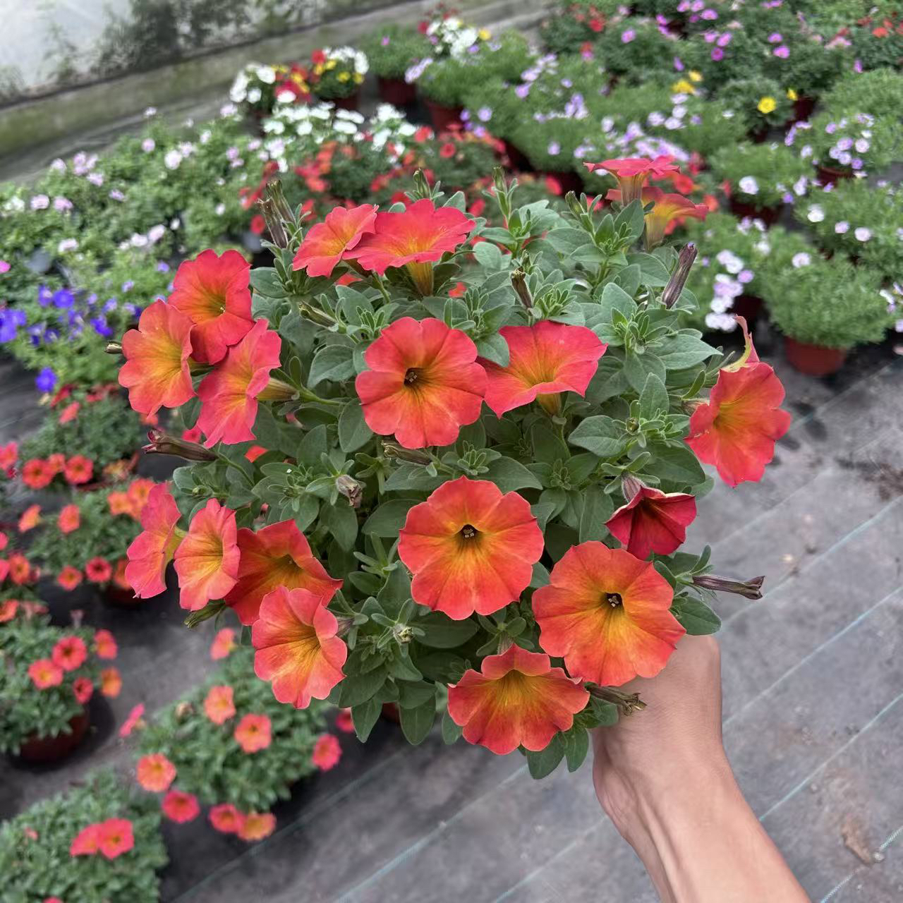 百万小玲盆栽舞春花花卉阳台吊兰爬藤花量多植物易爆盆开花机器