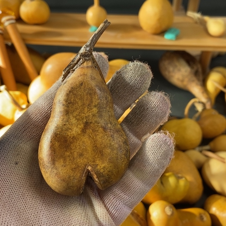 那**虹葫芦葫芦真的