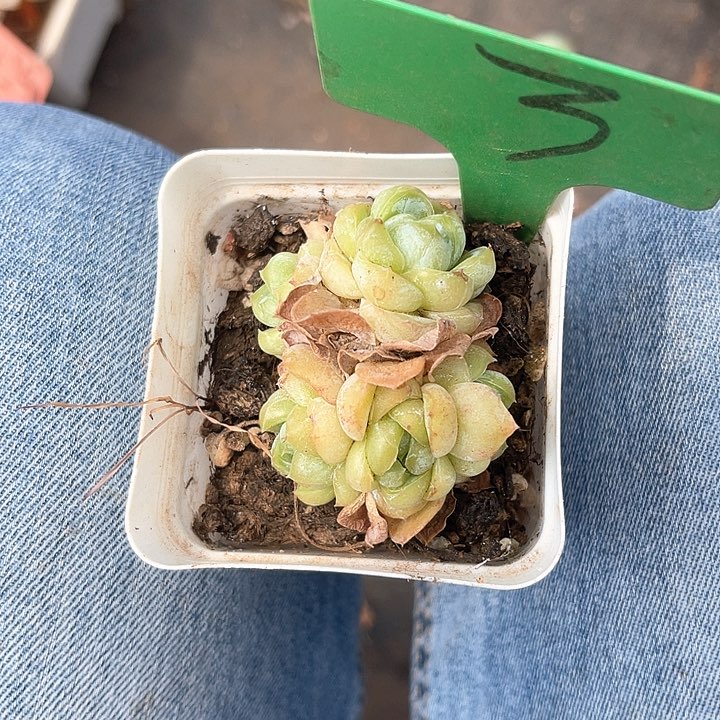 橙语多肉，一物一拍胖虎3