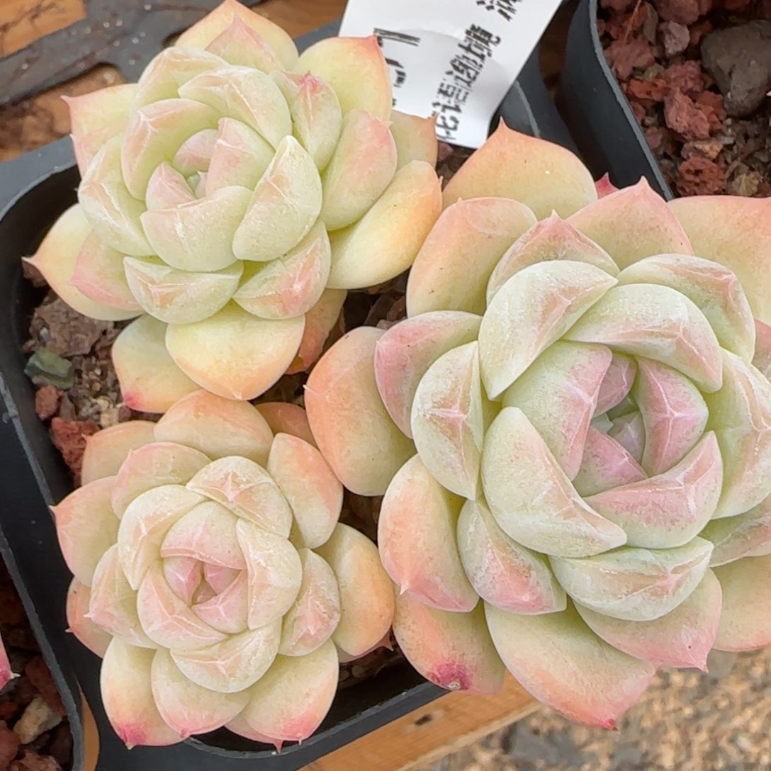 花语逸镜0214-491