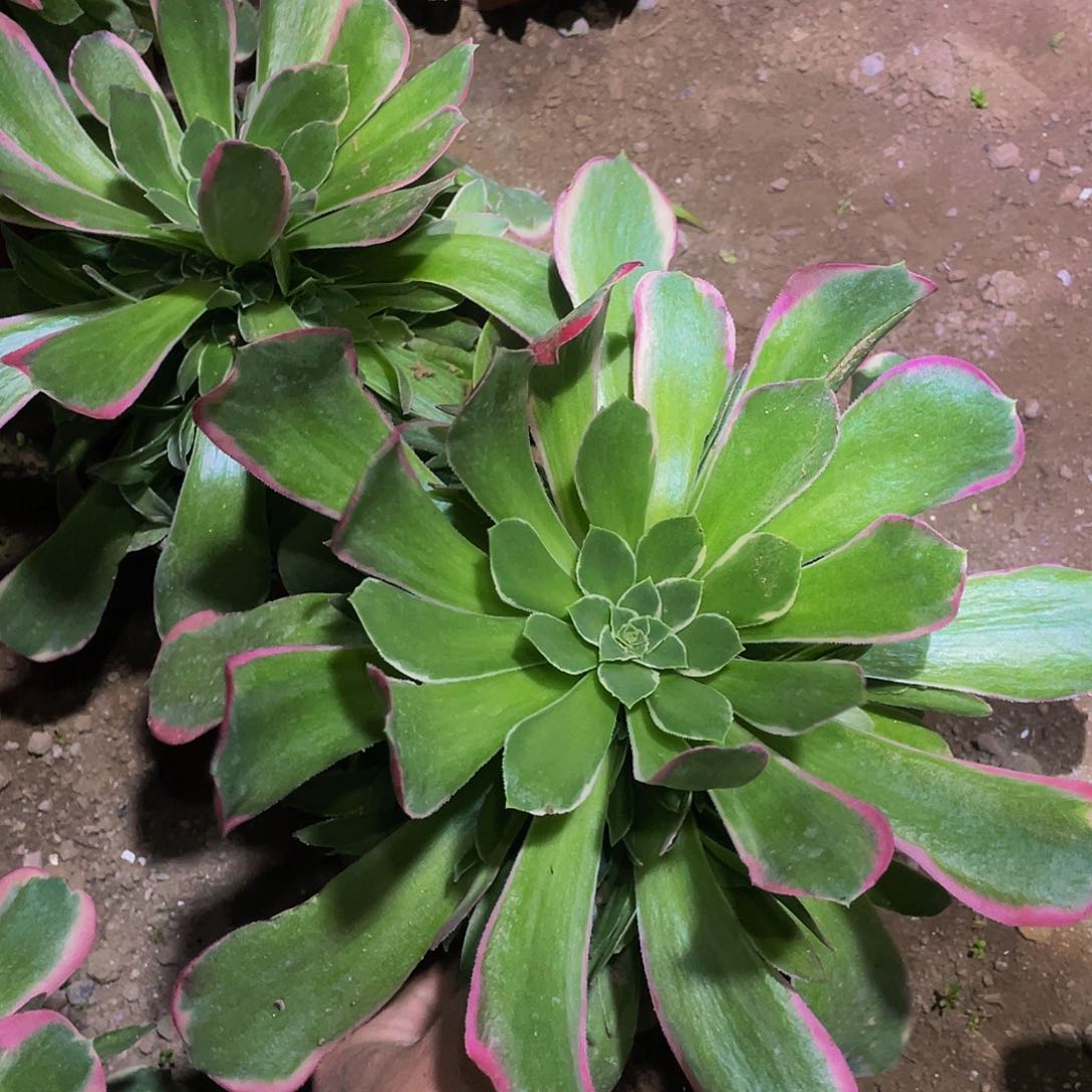 绿体女巫多肉植物