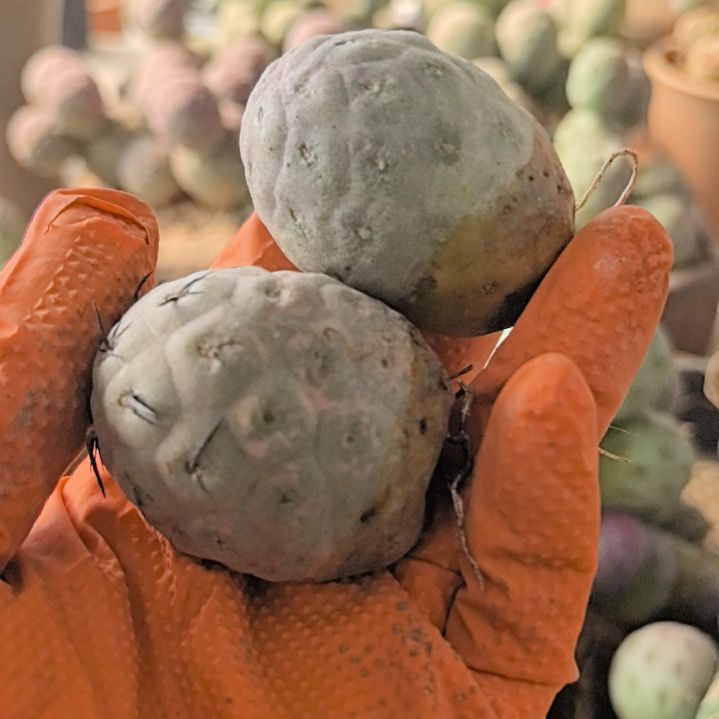 习志野仙人球直播