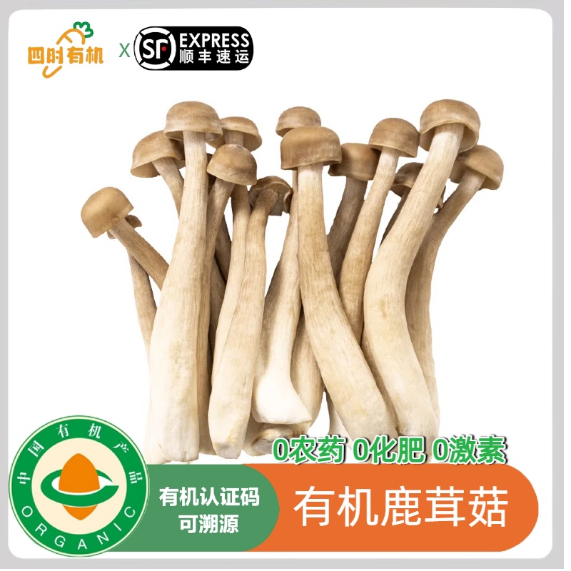 有机鹿茸菇720g新鲜菌菇有机蔬菜蘑菇240g当季鲜嫩煲汤顺丰包邮