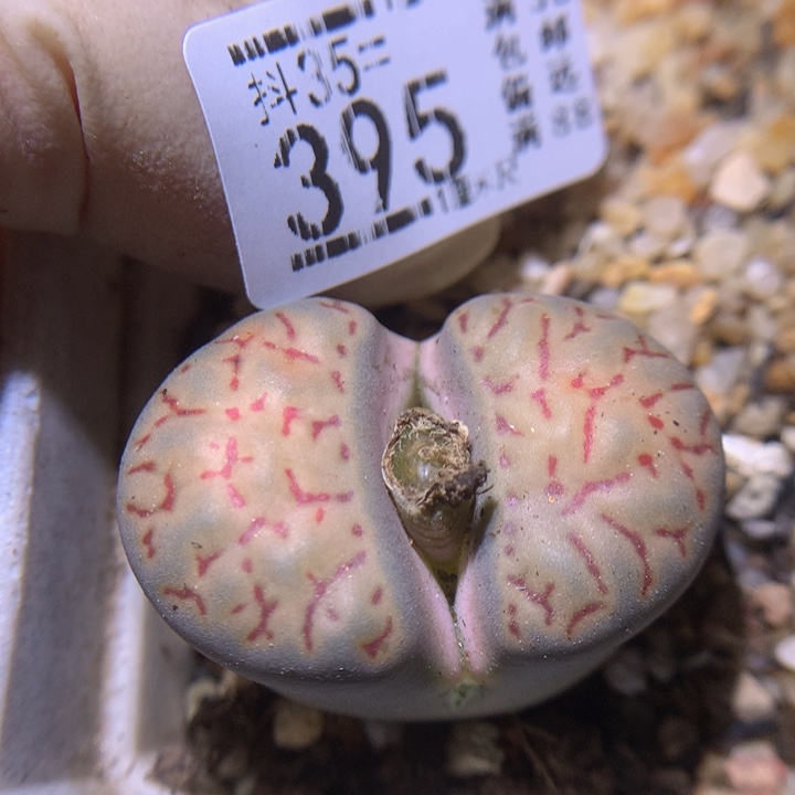 精品生石花35.395