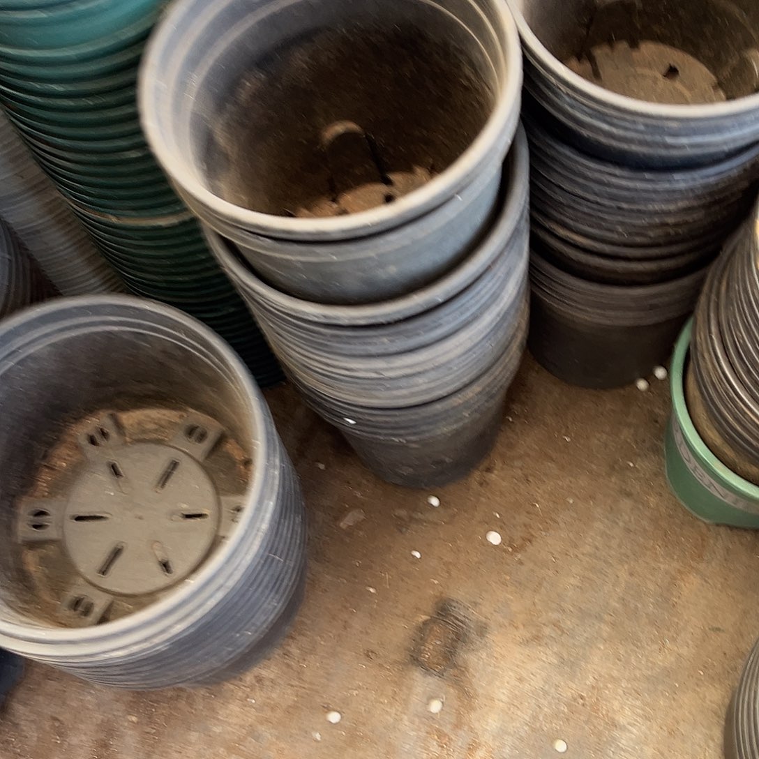 旧口径16高17黑加仑盆15个