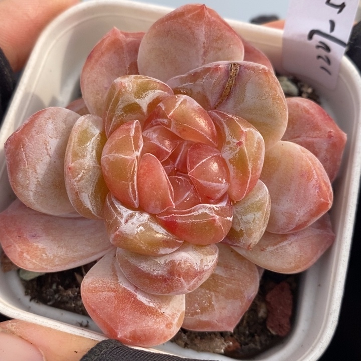 1227-507，粉魄多肉