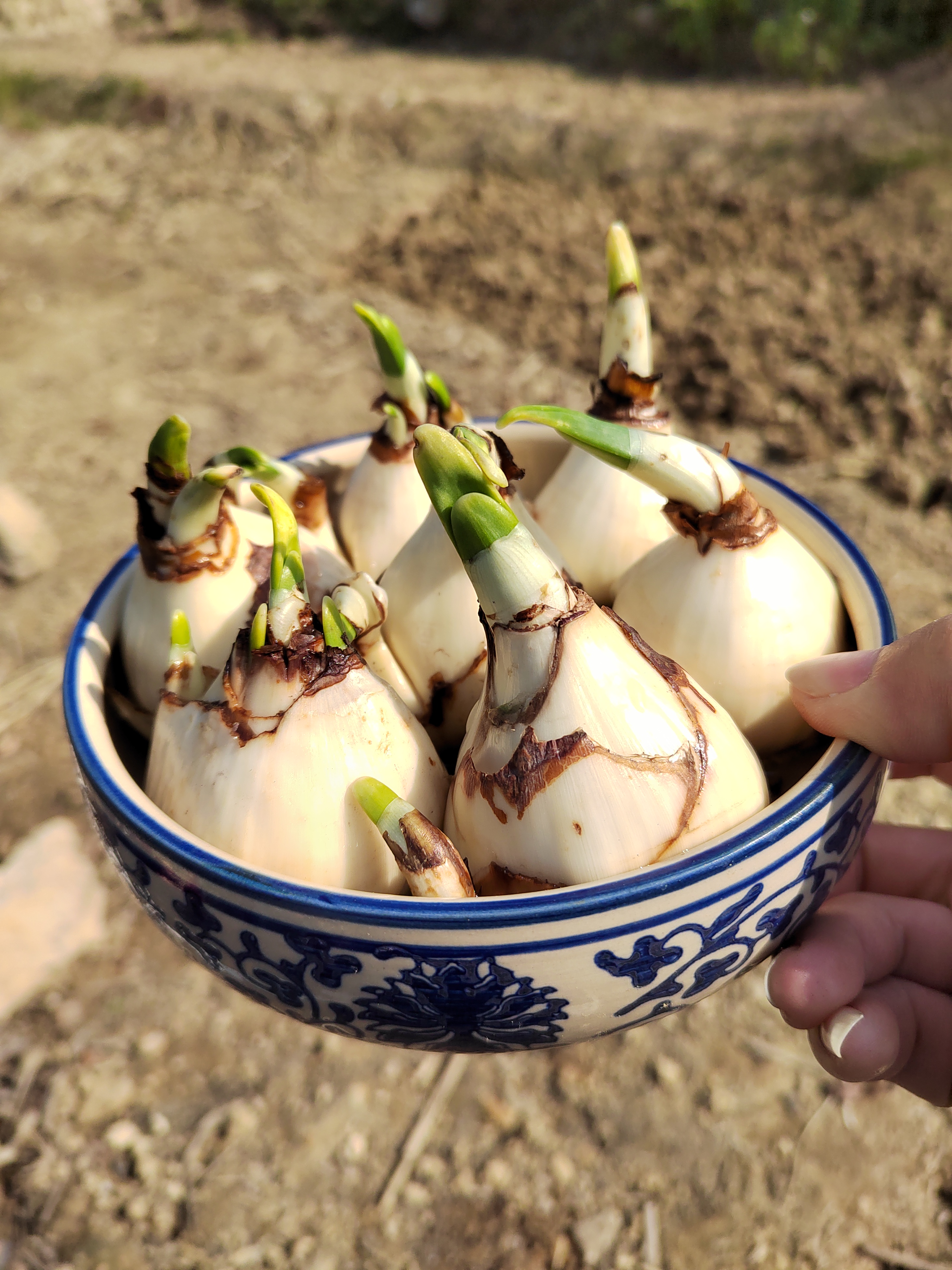 漳州水仙种球矮化养护好连盆带土浓香好养室内阳台花卉盆栽