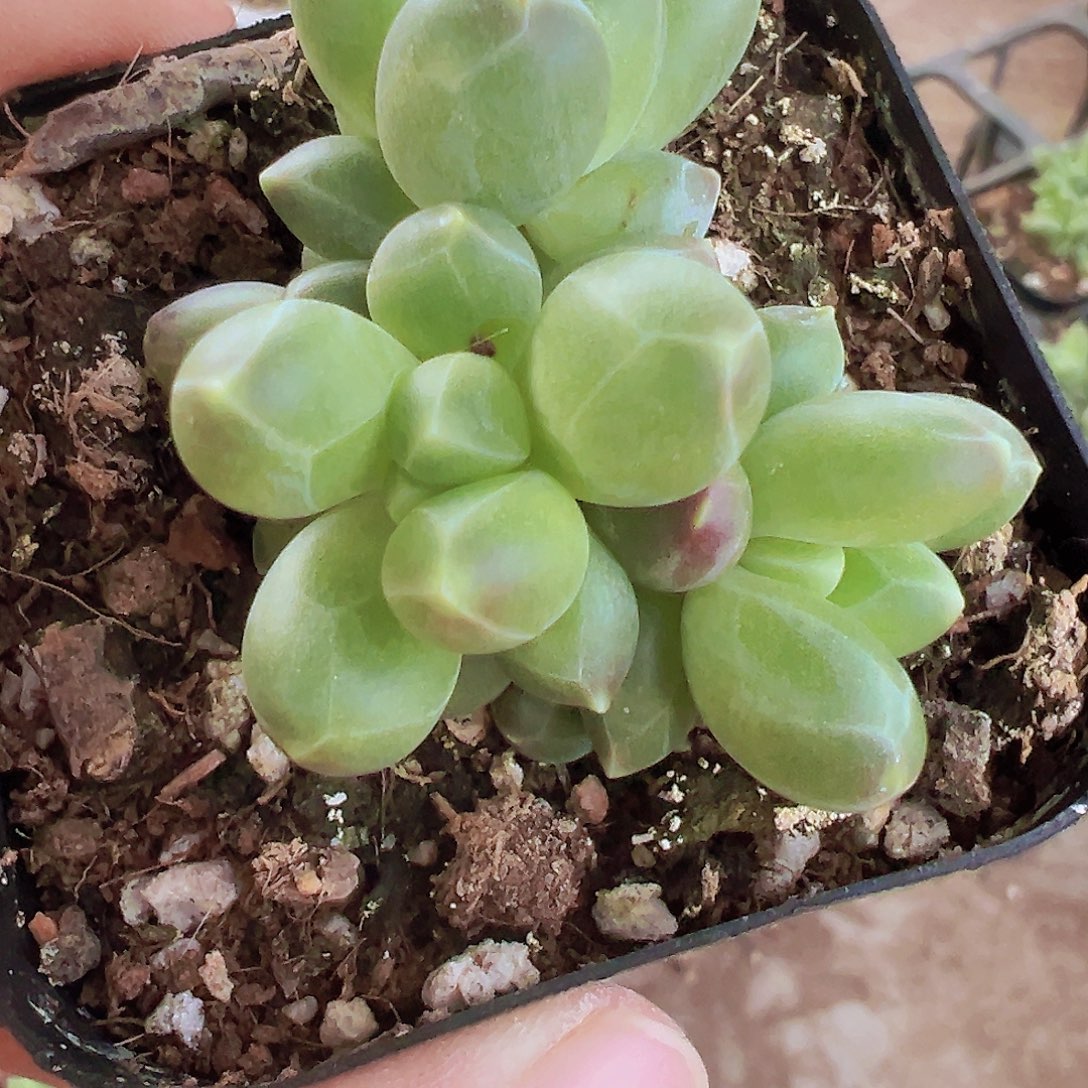 千代田群19包邮多肉